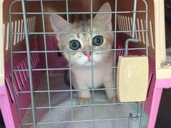 青岛宠物猫托运