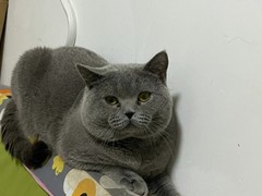 马鞍山纯种蓝猫