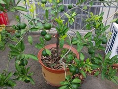 昆明绿植订购