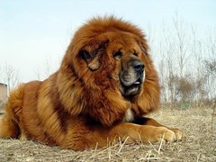 唐山藏獒