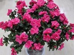 南通鲜花批发