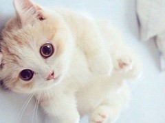 东莞伯曼猫出售