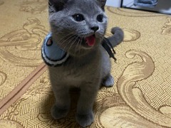 安庆纯种蓝猫