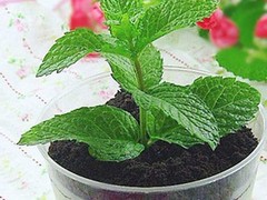 温州绿植出租