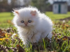 盐城波斯猫领养