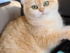 乌鲁木齐异国短毛猫领养
