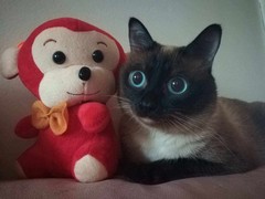 厦门暹罗猫出售