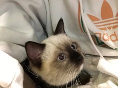 唐山暹罗猫出售