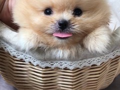 长春博美