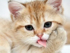 靠谱猫舍出售各类精品猫咪