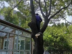 东莞城市绿化