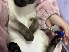 菏泽暹罗猫出售