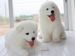 镇江萨摩耶犬
