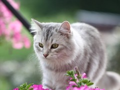 苍南宠物猫店