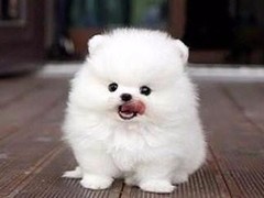 靓点宠物2