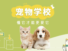 临沂宠物猫训练