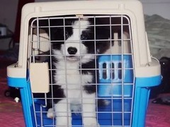 哈尔滨宠物猫托运公司