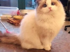 嘉兴布偶猫出售