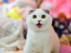 歆瑶猫舍