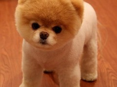 江门附近犬舍