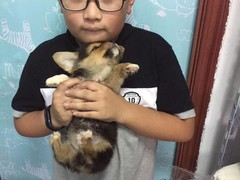 上海嘉定区宠物流浪狗流浪猫小动物救助领养收容收养中心站