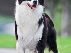 嘉兴弗莱特寻回犬