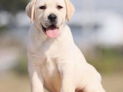 爱宠乐犬舍