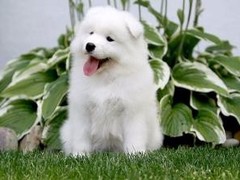 信达犬业