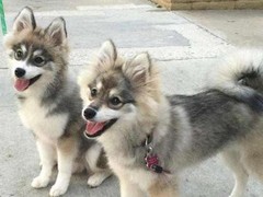 大连切萨皮克海湾寻回犬