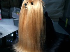 大连宠物标本制作