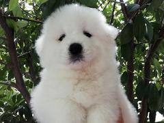 爱宠乐犬舍
