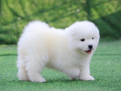 盛诚犬业