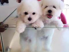 高端名贵犬