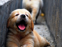 广东铃铛犬舍繁殖基地