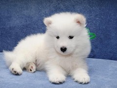 爱宠乐犬舍