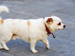 石家庄大丹犬领养