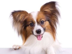 乌鲁木齐巴仙吉犬