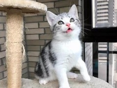 烟台波斯猫价格
