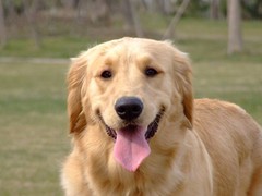 至尊犬舍