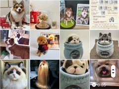 大连宠物标本制作