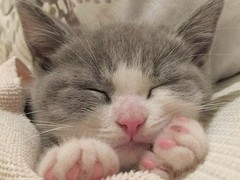 兰州缅因猫价格