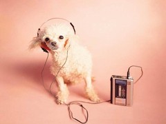 厦门格雷伊猎犬