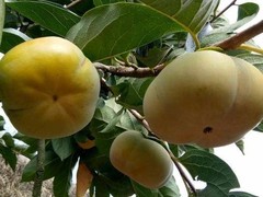 园林设计专业经营绿化工程