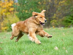 珠海训犬基地