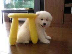 風(fēng)凌犬業(yè)