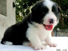 益帆边境犬舍