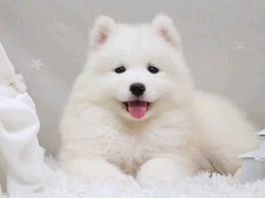 爱宠乐犬舍