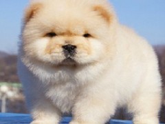 长沙喜喜犬舍