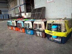 昆明宠物空运公司