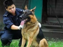 星园犬业